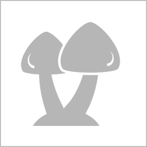Cortinarius largus